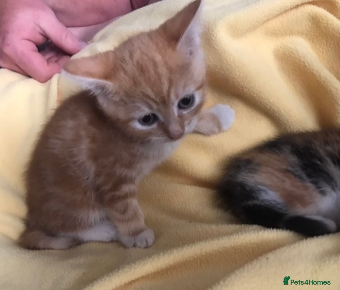 Domestic Shorthair cats for sale: Stunning Ginger Girl & Boy Kitten  - Image 2