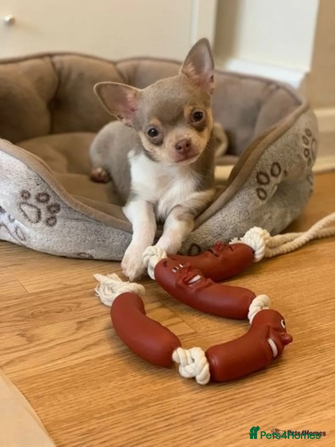 Chihuahua dogs for stud: **Well Proven Stud**- Stunning Lilac Smooth Coat  in Morecambe - Image 9