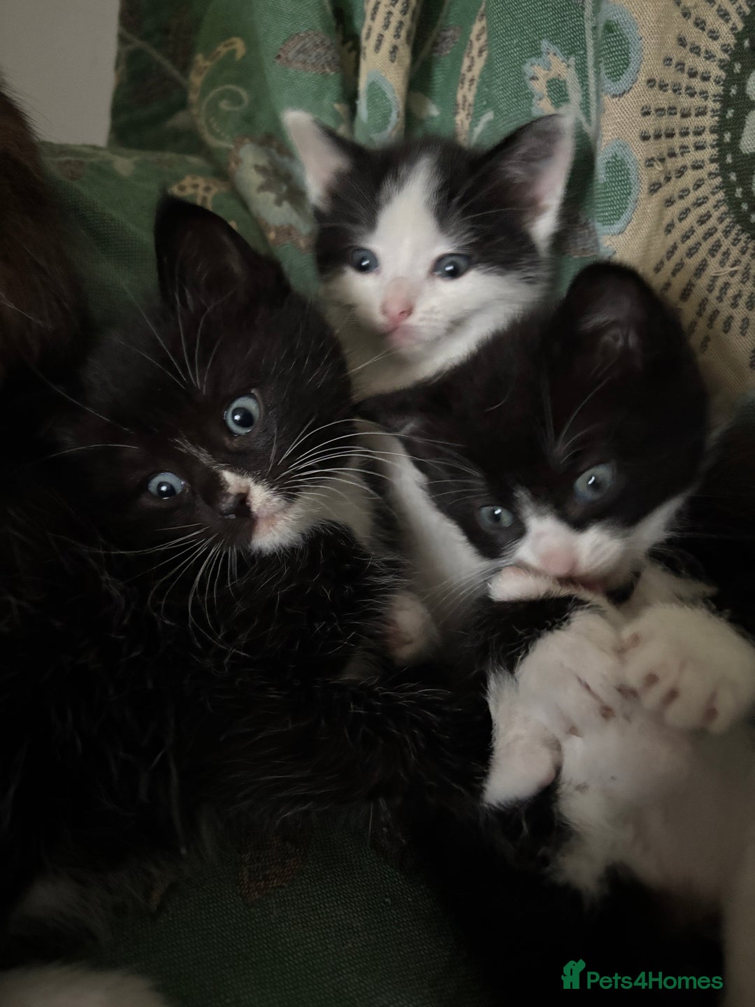 Mixed Breed cats for sale: 3 Ragdoll X Kittens  - Advert 1