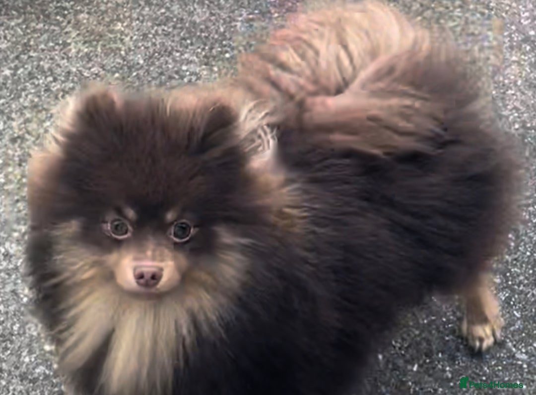 Pomeranian dogs for stud: For stud  in Billingham - Image 2