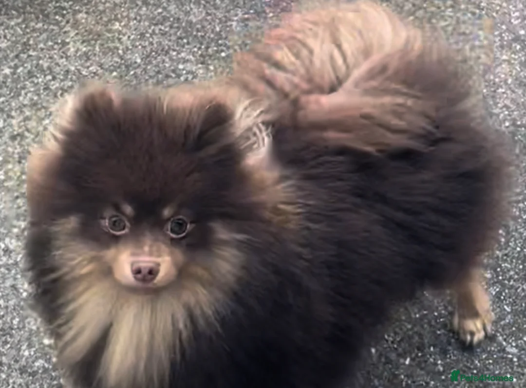 Pomeranian dogs for stud: For stud  in Billingham - Advert 2