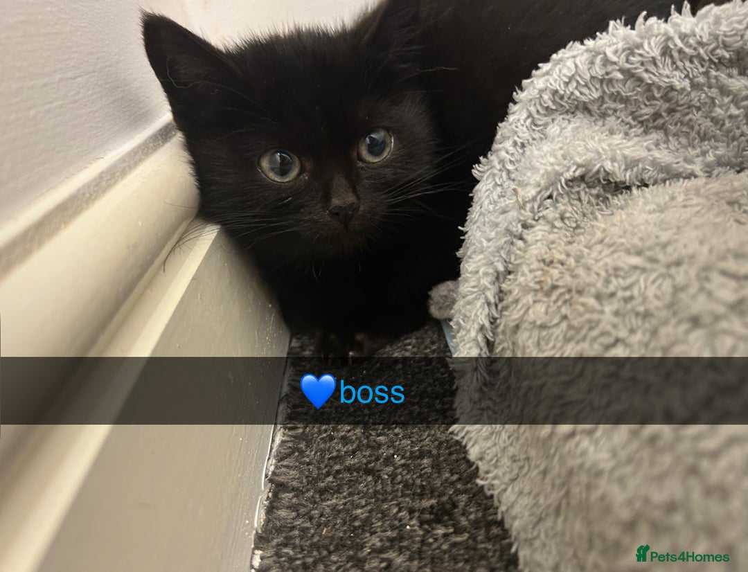 Mixed Breed dogs for sale:  Kittens / cats  - Advert 4