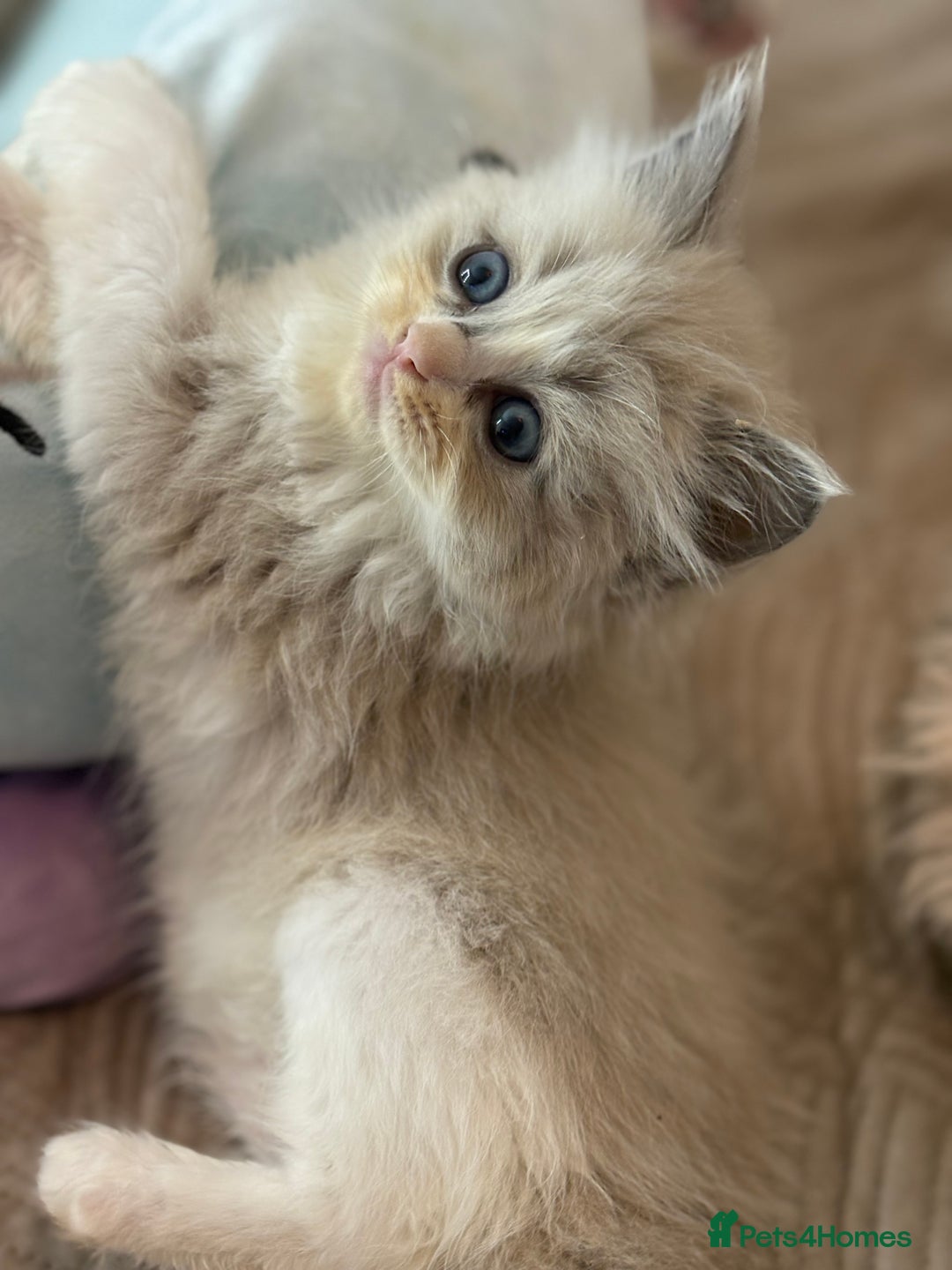 Ragdoll cats for sale: Full pedigreed ragdoll kittens  - Advert 4