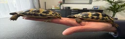 Hermann Tortoise reptiles for sale: 9 Month Old Hermanns Tortoises for Sale x 2 in Egham - Advert 4