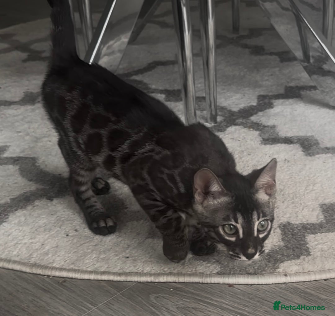 Bengal cats for sale: Breed quality silver bengal kittens 🐆💎🤍🩶🖤 - Image 35