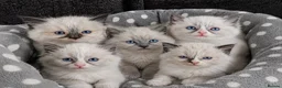 Ragdoll cats for sale: Sweet Ragdoll Kittens Looking for Loving Families  - Advert 1