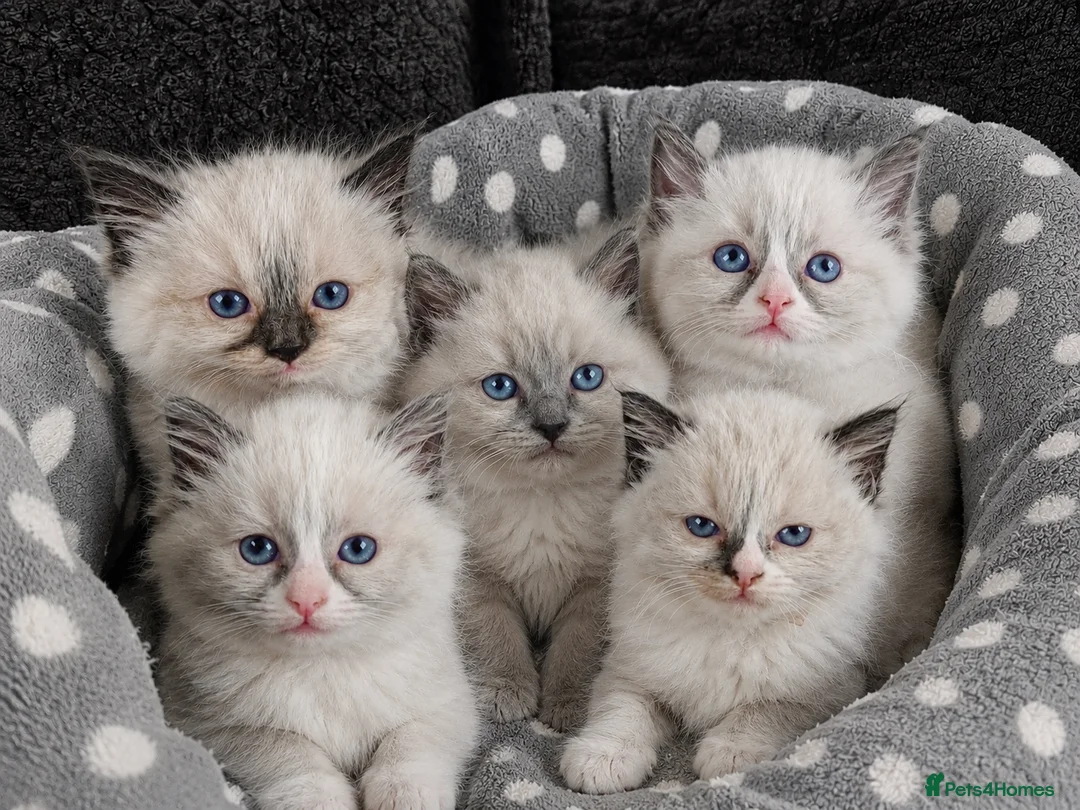 Ragdoll cats for sale: Sweet Ragdoll Kittens Looking for Loving Families  - Advert 1