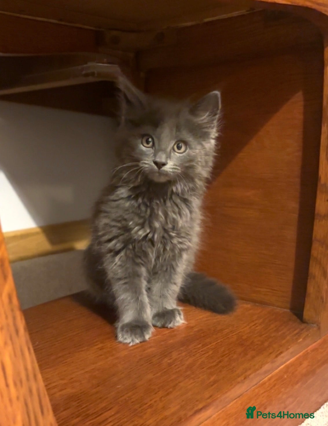 Mixed Breed cats Gorgeous grey kittens  - Advert 6