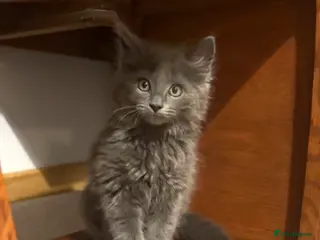 Mixed Breed cats Gorgeous grey kittens - Advert 6