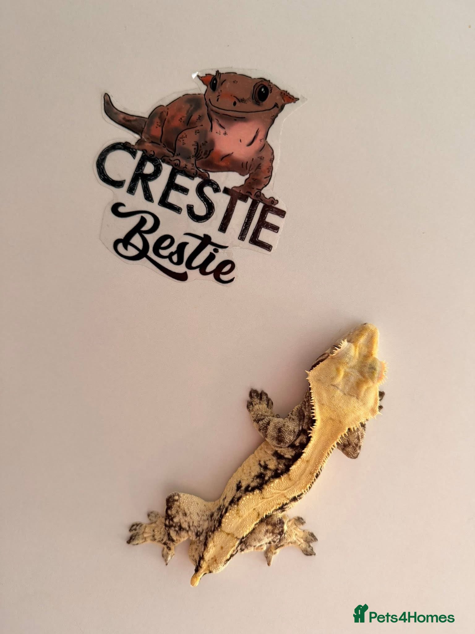 Gecko reptiles Crested Gecko  - Advert 4