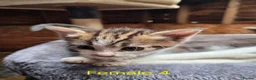 Mixed Breed cats for sale: Bengal Cross Kittens - Advert 5