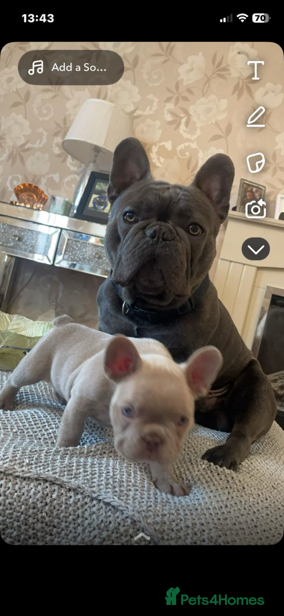 French Bulldog dogs for stud: STUD ONLY £300 kC registered  - Advert 2