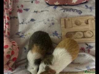 Guinea Pig rodents 2 male guinea pigs with cage+extras included - Advert 1
