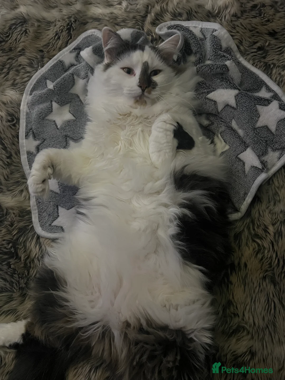 Mixed Breed cats for sale: 3 Y/O DLH - rehome wanted - Advert 3