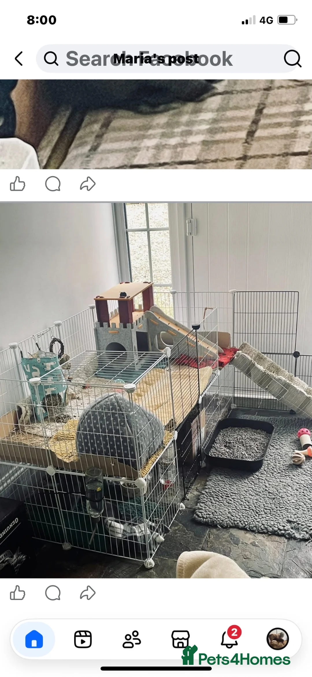 Mixed Breed rabbits for sale: 2 male castrated 2 yr old Rabbits  in Treharris - Advert 2