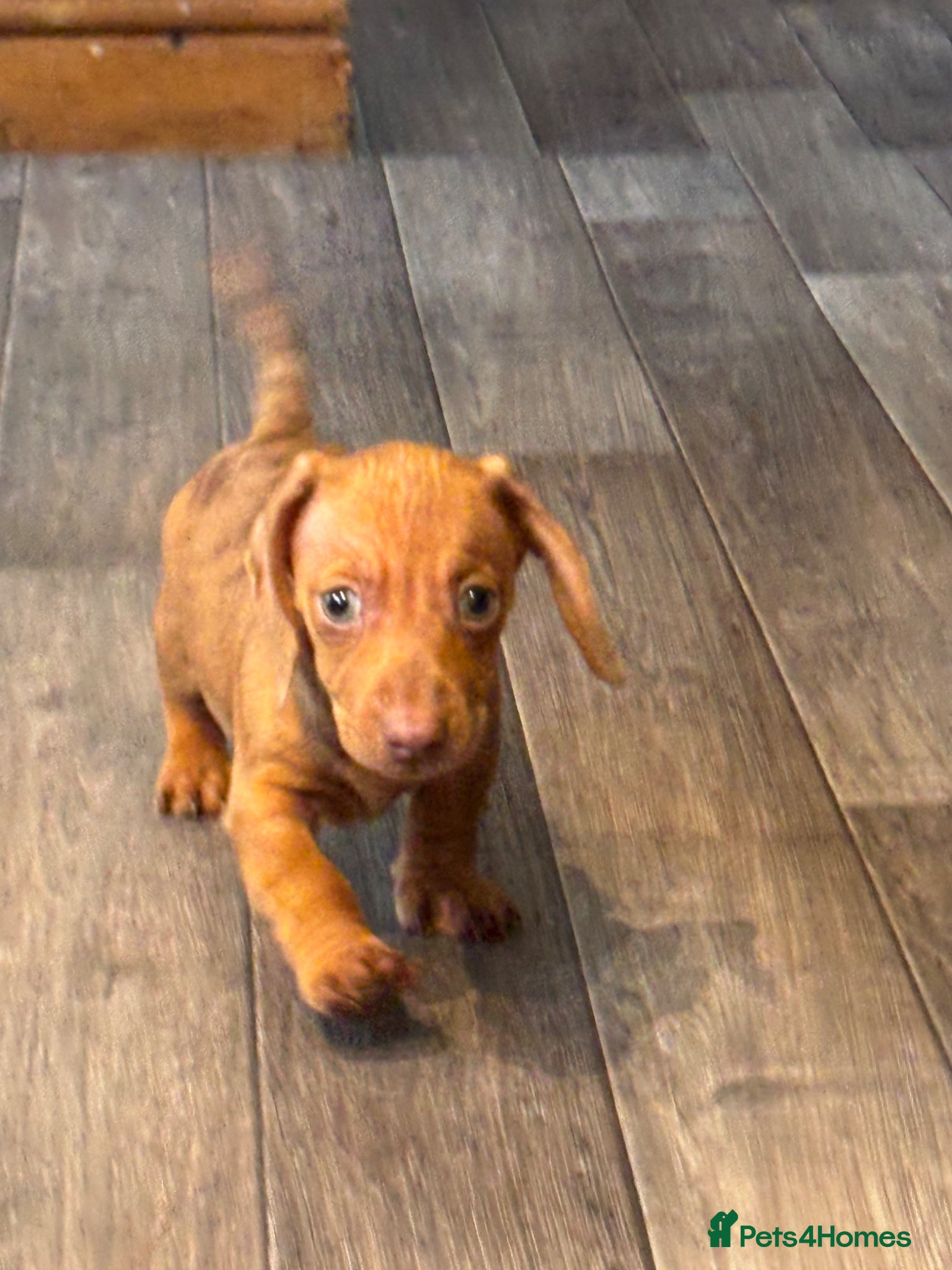 Dachshund dogs  Miniature Dachshund puppies  - Advert 1