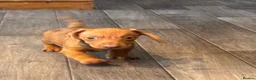 Dachshund dogs for sale: Dachshund puppies - Advert 5
