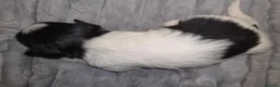 Lhasa Apso dogs for sale: Beautiful KC Registered Lhasa Apso Puppies - Advert 28