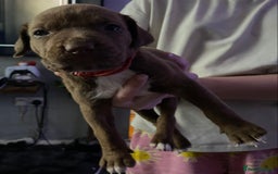 Mixed Breed dogs for sale: Cane corso x  - Image 16
