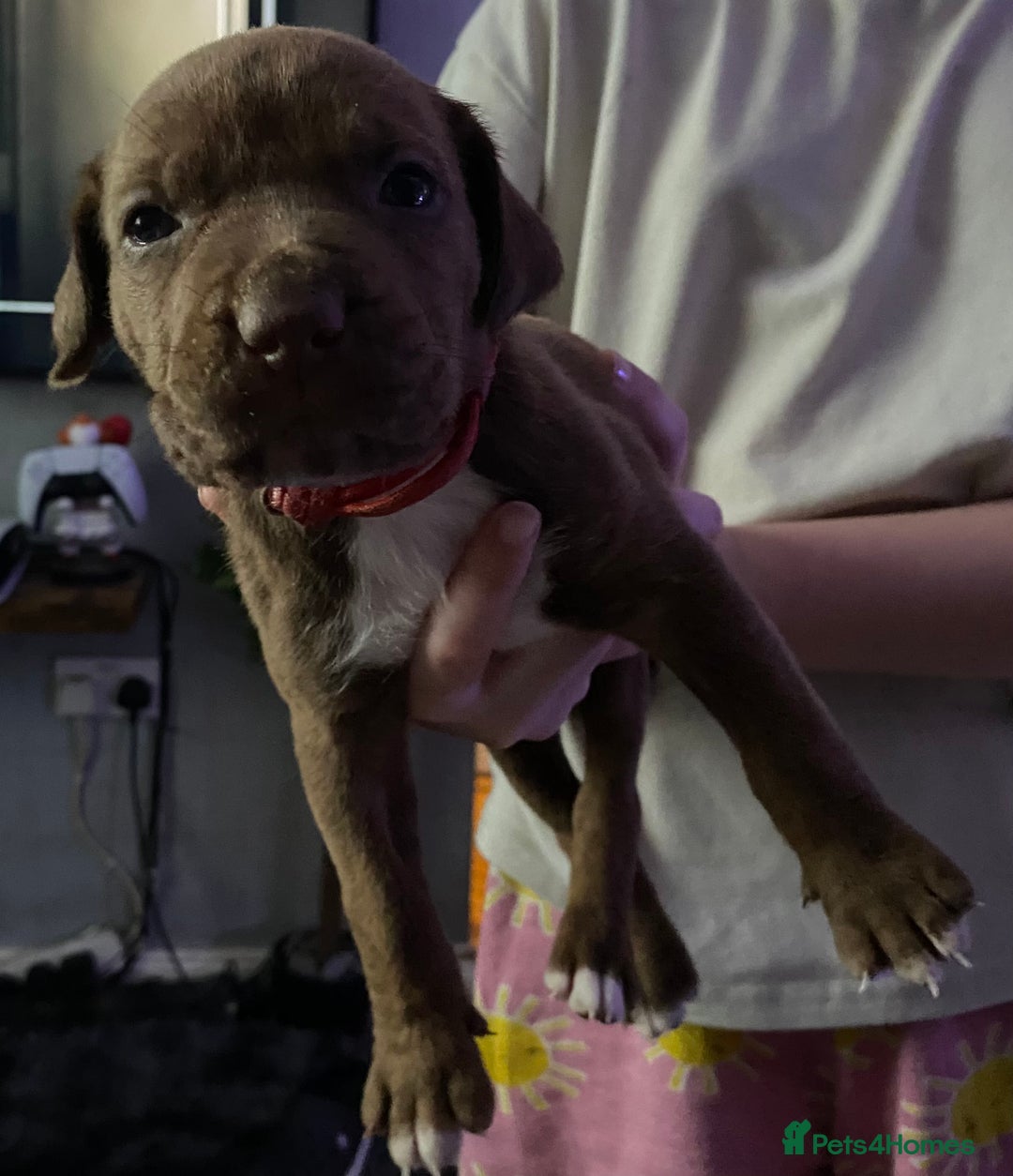 Mixed Breed dogs for sale: Cane corso x  - Image 16