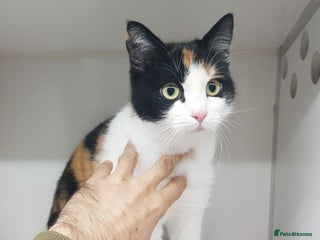 Mixed Breed cats Carmen for adoption - Advert 1