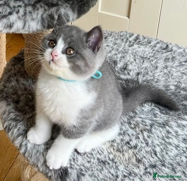 British Shorthair cats British Shorthair Bi-Colour Kitten Blue & White - Advert 6