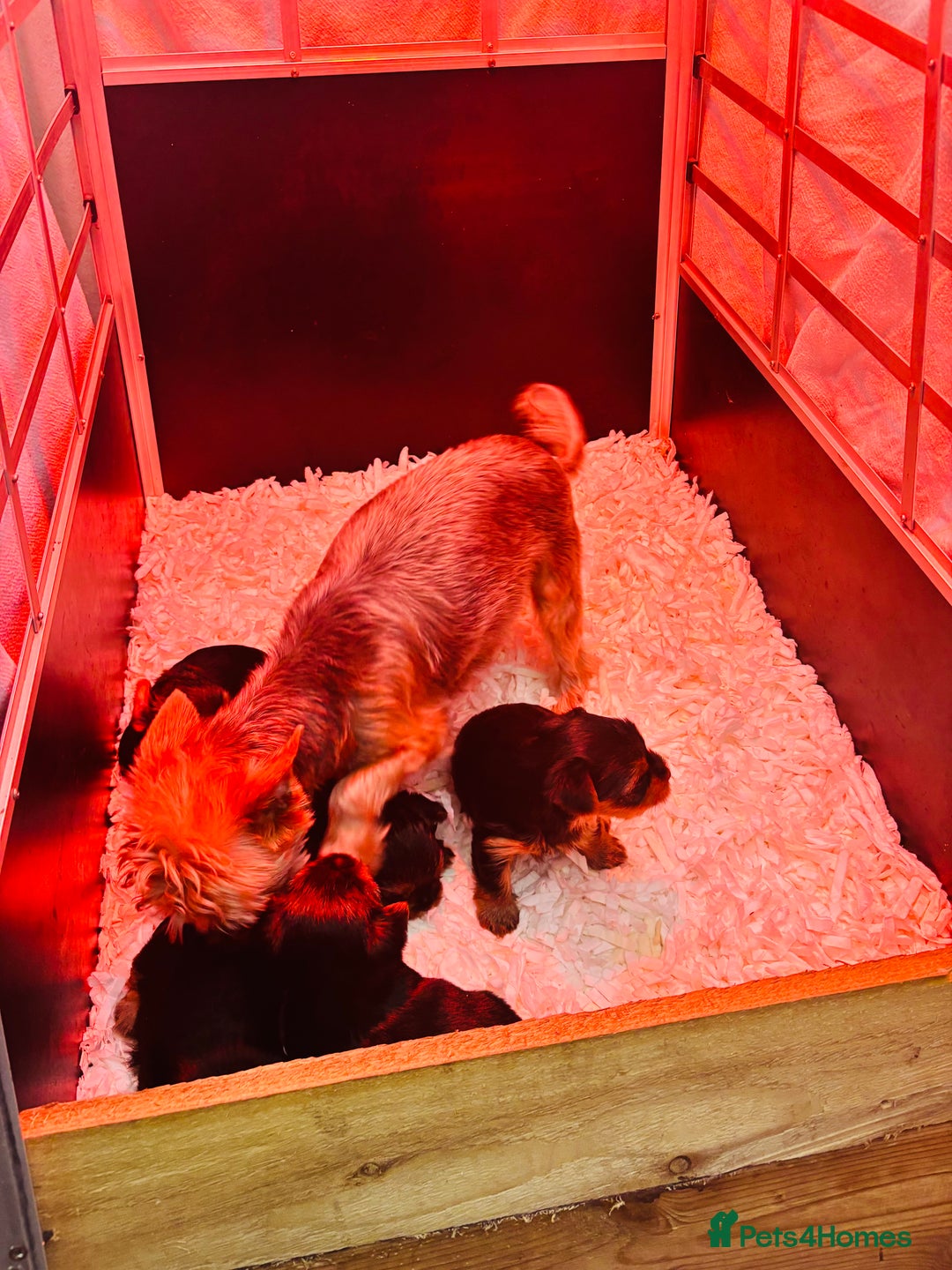 Yorkshire Terrier dogs for sale: Beautiful litter of Yorkshire terrier puppies - Advert 2