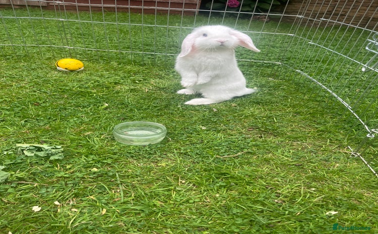 Mini Lop rabbits - Advert 4