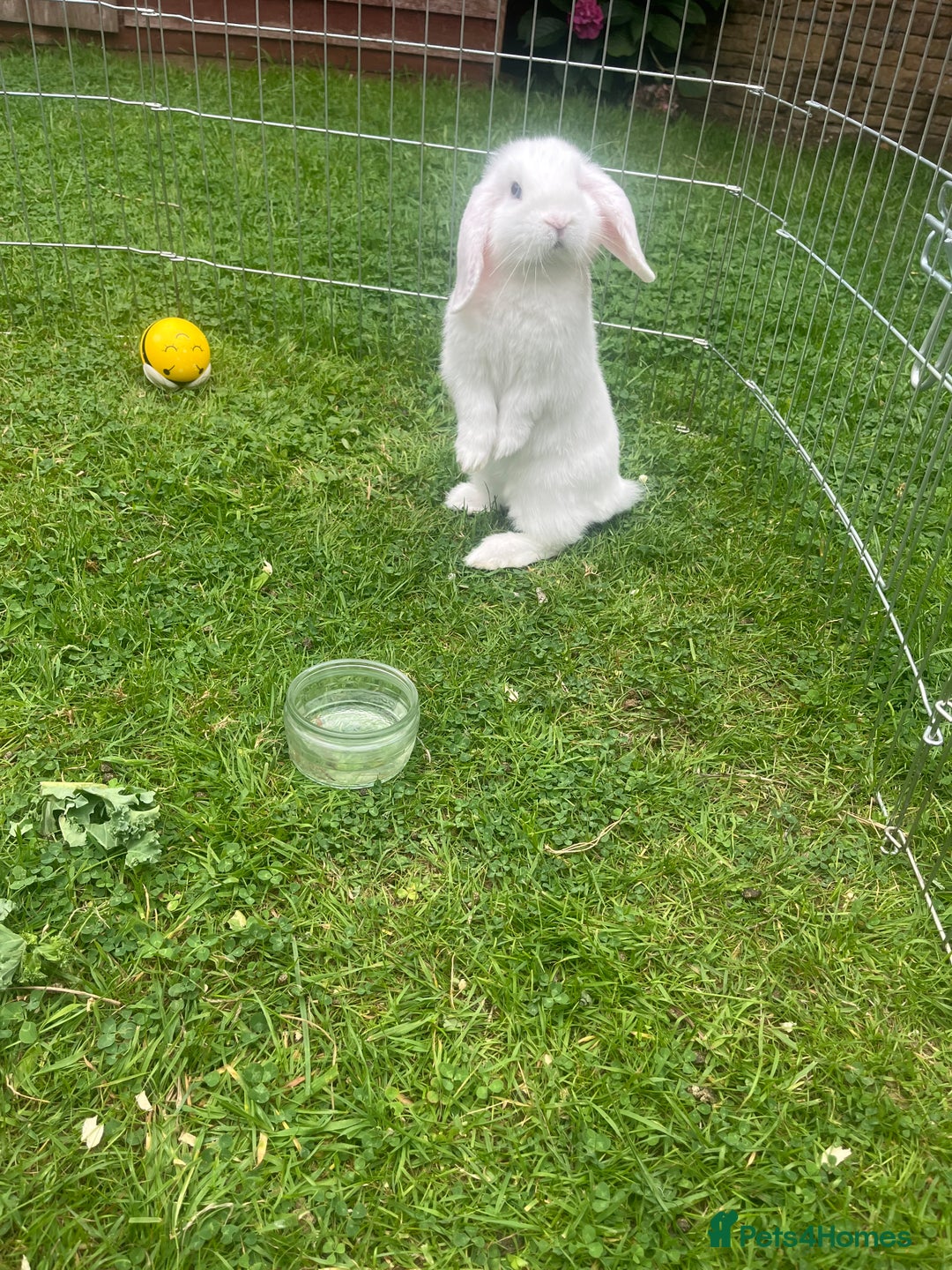 Mini Lop rabbits for sale: Last Blue Eye Buck remaining - ready now - Image 1