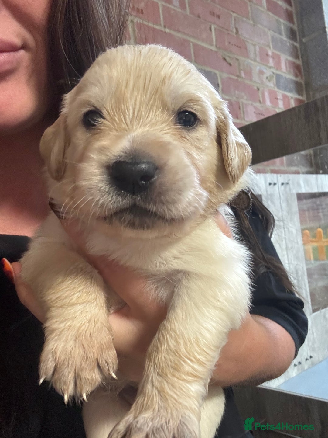 Golden Retriever dogs for sale: Golden retriever puppies - Image 5