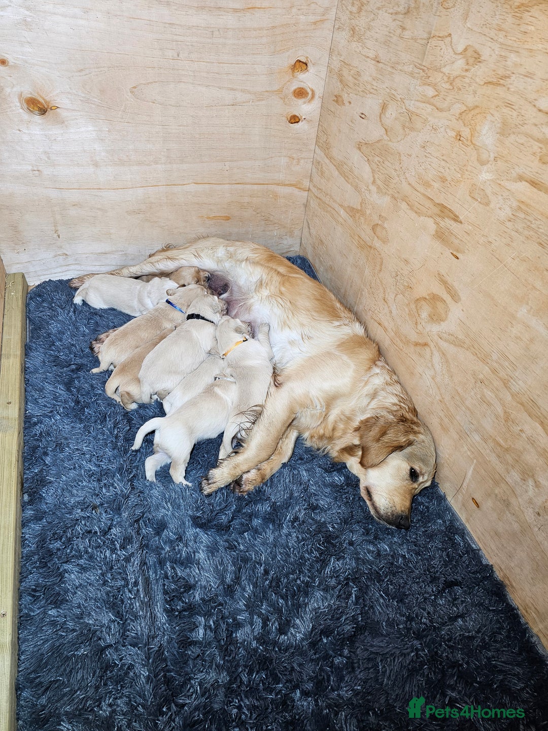 Golden Retriever dogs for sale: Golden Retriever puppy's  Ready to leave now  - Advert 13