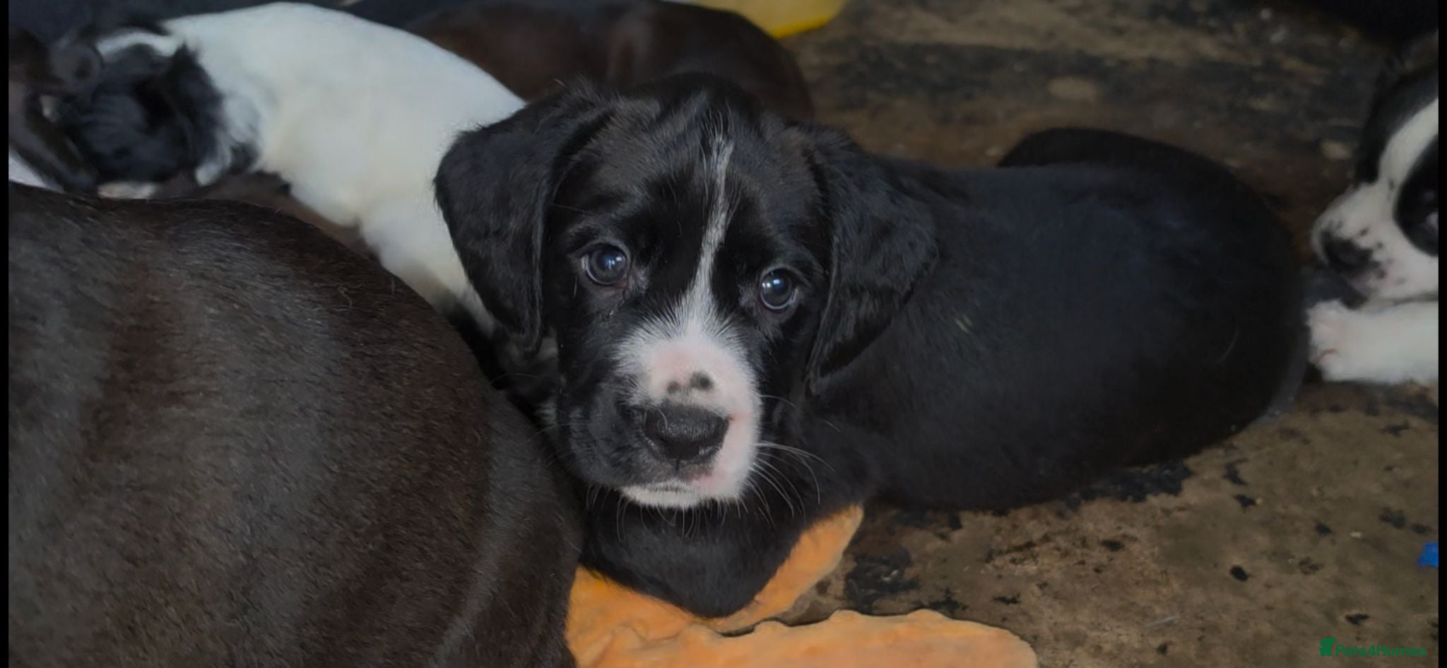 Mixed Breed dogs ADORABLE Boxer x puppies - Advert 18