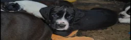 Mixed Breed dogs for sale: ADORABLE Boxer x puppies - Advert 7