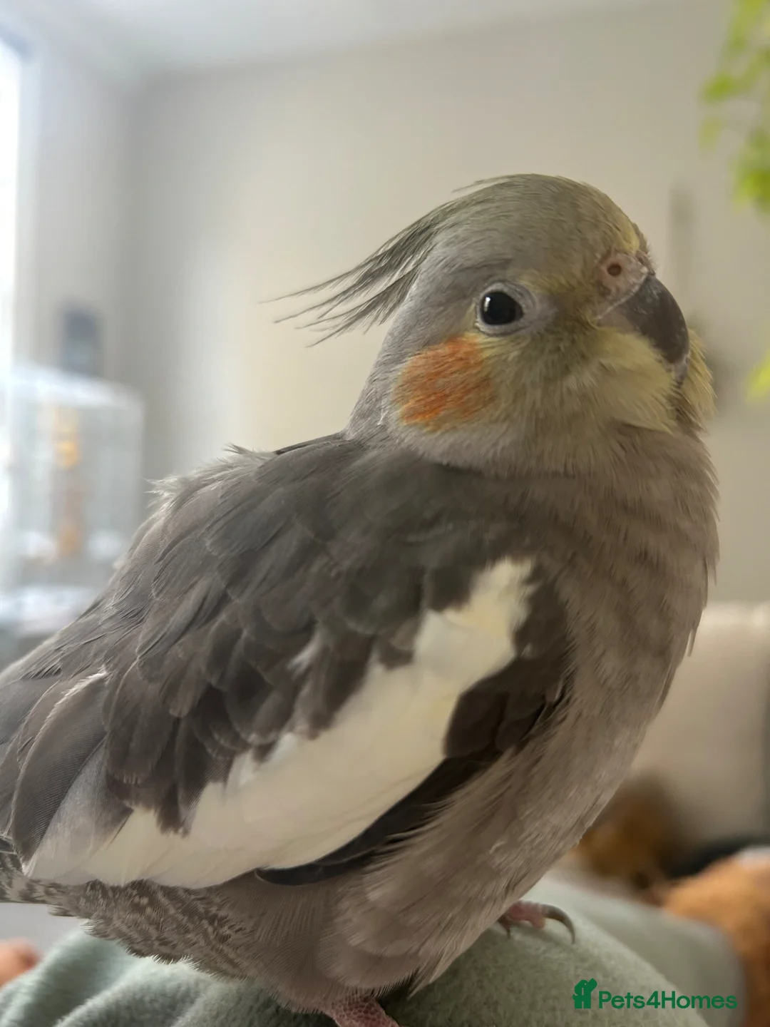 Cockatiels birds for sale: Super tame female cockatiel for sale  - Advert 2