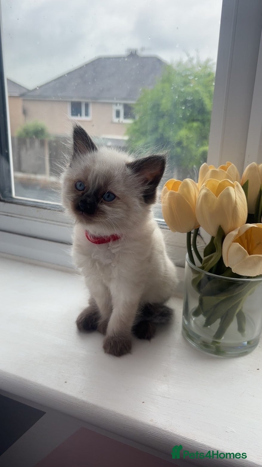 Ragdoll cats for sale: Beautiful pair of ragdoll boys - Advert 10