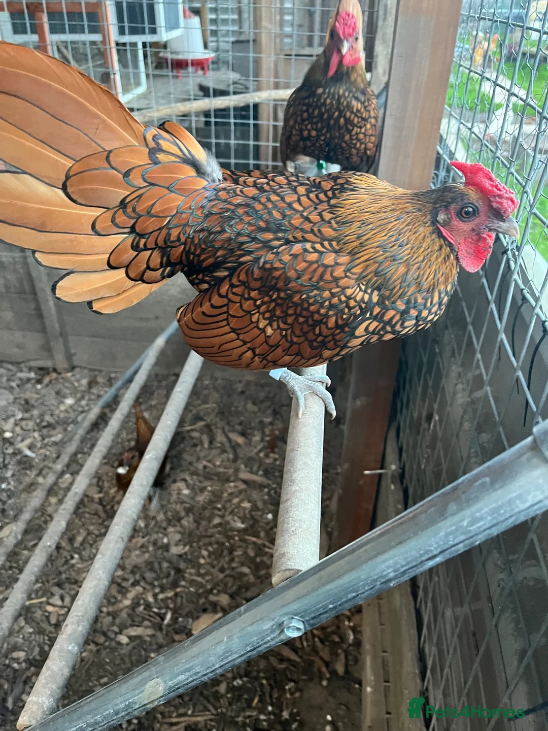 Chickens poultry for sale: Sebright chicks and adult cockerel  - Advert 3