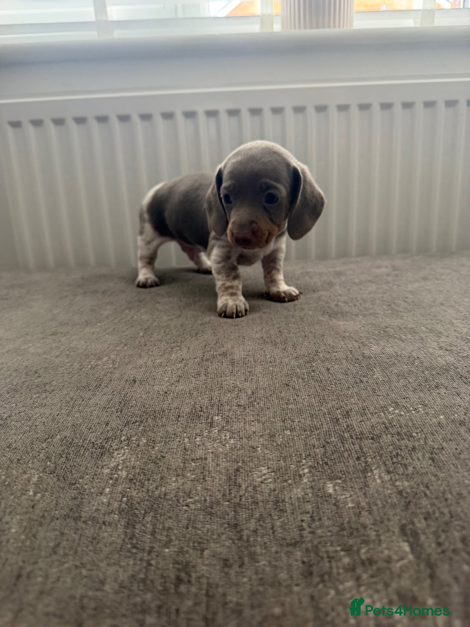Dachshund dogs ✨🐾 1 Dachshund boy left  🐾✨ - Advert 5