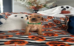 Labrador Retriever dogs for sale: Beautiful fox red Labrador pups - Image 12