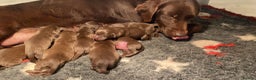 Labrador Retriever dogs for sale: Chocolate Labrador puppies - Advert 6