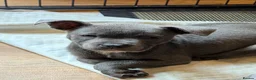 Mixed Breed dogs for sale: Amazing blue Chaffy puppies - Advert 14