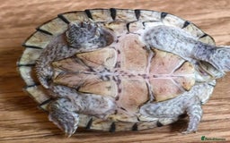 Turtle reptiles for sale: Razorback Musk Turtle, Free 4 bags 40g turtle food - Image 9