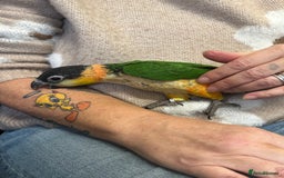 Parrots birds for sale: Black Headed Caique - Advert 3