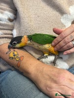 Parrots birds Black Headed Caique - Advert 2