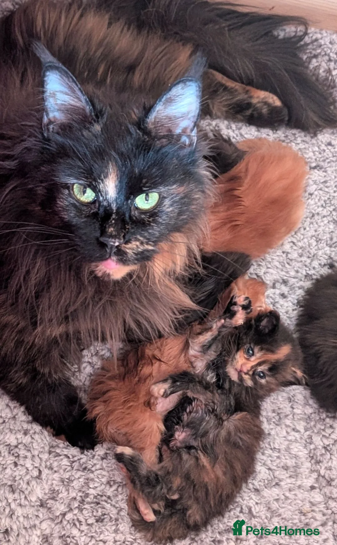 Maine Coon cats for sale: Tica registered Maine coon affectionate girl  - Advert 2
