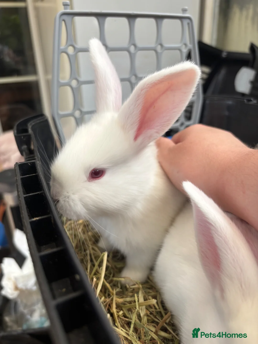 Continental Giant rabbits for sale: Mixed Sex Pure Continental Giants  in Merthyr Tydfil - Advert 2