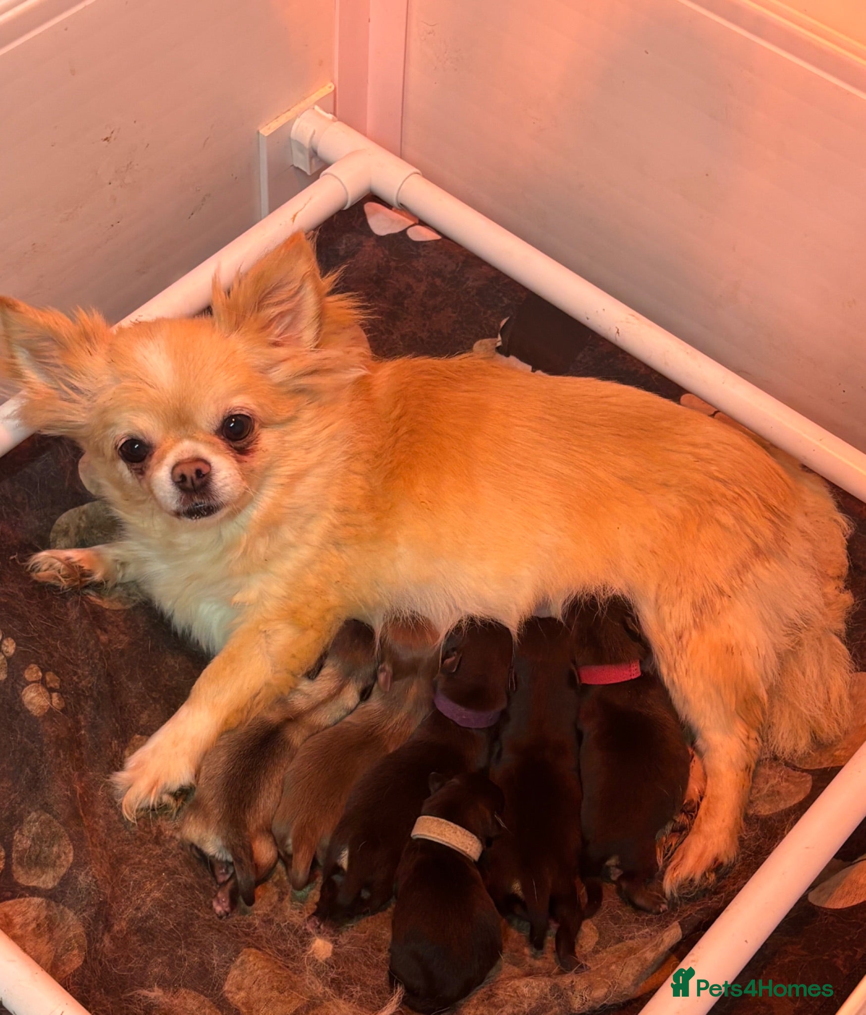 Chihuahua dogs KC Reg Chihuahua Pups - Advert 2