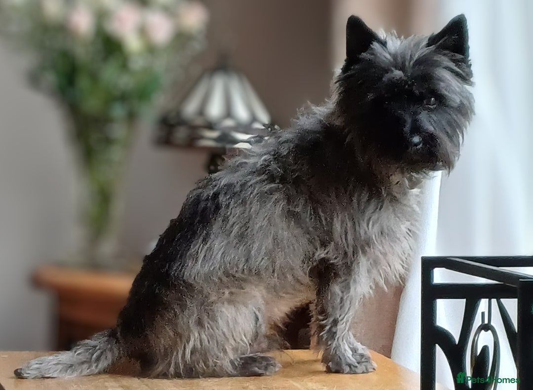 Cairn Terrier dogs for stud: Champion bloodline, KC registered Cairn for stud. in Hope Valley - Image 1