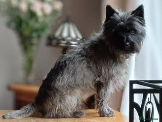 Cairn Terrier dogs Champion bloodline, KC registered Cairn for stud. in Hope Valley - Advert 1