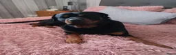 Rottweiler dogs for stud: Roman for stud  - Advert 2