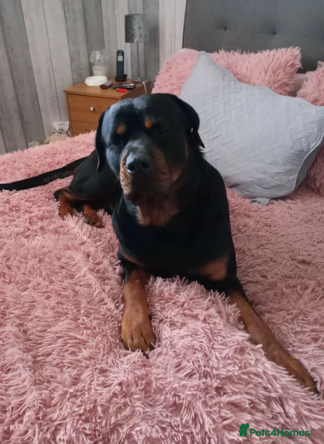 Rottweiler dogs for stud: Roman for stud  - Advert 2